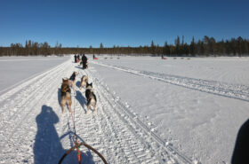 Huskysafari