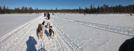 Husky Safari – een coachreis naar Finland